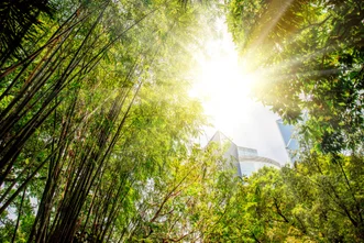 Low-angle view looking up through green bamboo stalks and lush tree foliage toward bright sunlight streaming over urban skyscrapers.