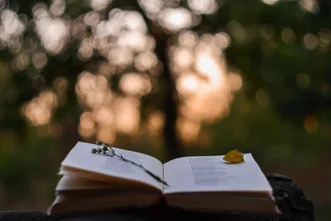An open book with a pressed plant stem resting across its pages outdoors against a blurred, bokeh-lit trees background.