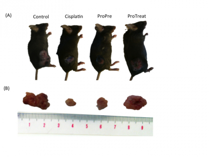 1. Control group: fed with normal diet after tumour injection 2. Cisplatin group: fed with chemotherapy drug Cisplatin after tumour injection 3. ProPre group: fed with Prohep one week before the tumor injection. Other treatments the same as ProTreat group. 4. ProTreat group: fed with normal diet and Prohep after tumour injection The animals were killed 38 d after tumor injection to quantify the tumor size.place image caption here