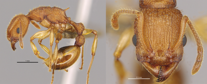 Golden Tree Ant Paratopula bauhinia