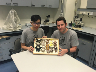 Toby Tsang Pak-nok (left) and Dr Timothy Bonebrake display some of the butterflies that can be found in Hong Kong’s urban environment.