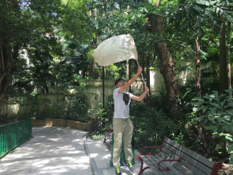 Toby’s earlier attempts to catch a Papilio species flying through a Hong Kong urban park (right).