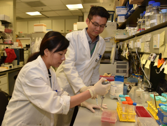 The research team led by Dr Martin Cheung Chi-hang discovers new function of a metastasis suppressor DLC1 in governing neural crest directional migration.