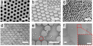 Figure 3 Bio-inspired design of liquid-repellent structures with enhanced mechanical stability. (a) Intact structure of interconnected porous surface. (b) Intact discrete structure. (c-d) Damaged interconnected structures at (c) 8.6 kPa (kilopascal, the unit of pressure) and (d)11.5 kPa respectively. (e-f) Damaged discrete structures at (e) 0.4 kPa and (f)2.9 kPa respectively.